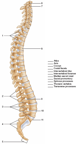 Solved: Identify the bones and features in figures 15.7 and 15