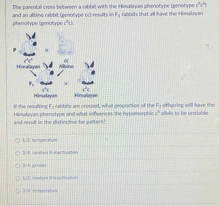 Solved The parental cross between a rabbit with the | Chegg.com