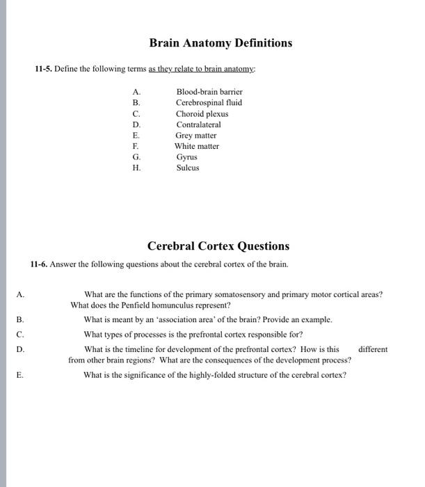 Solved Brain Anatomy Definitions 11-5. Define the following | Chegg.com