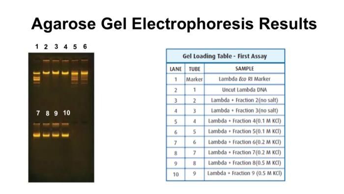 electrophoresis results