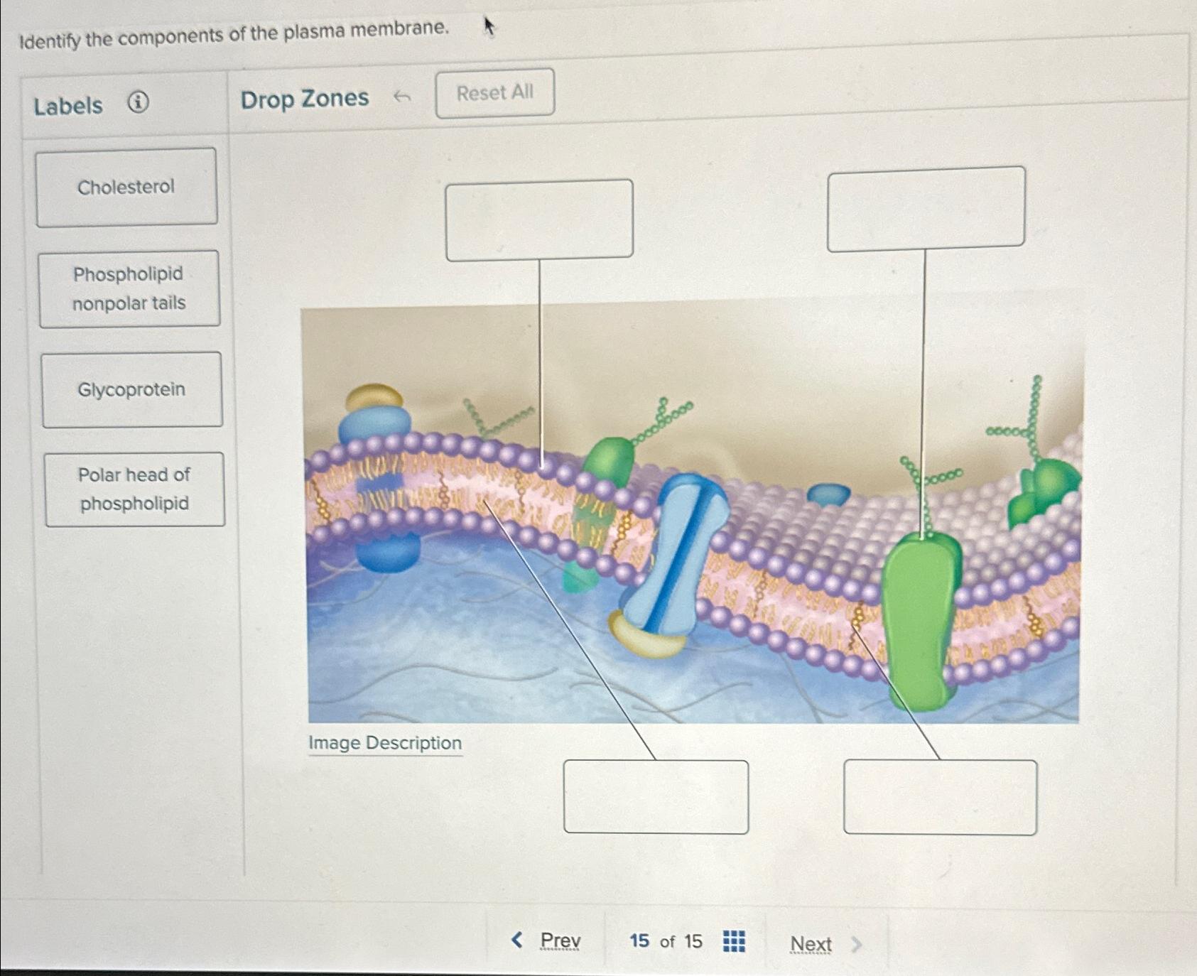 Solved Identify the components of the plasma membrane.Prev15 | Chegg.com
