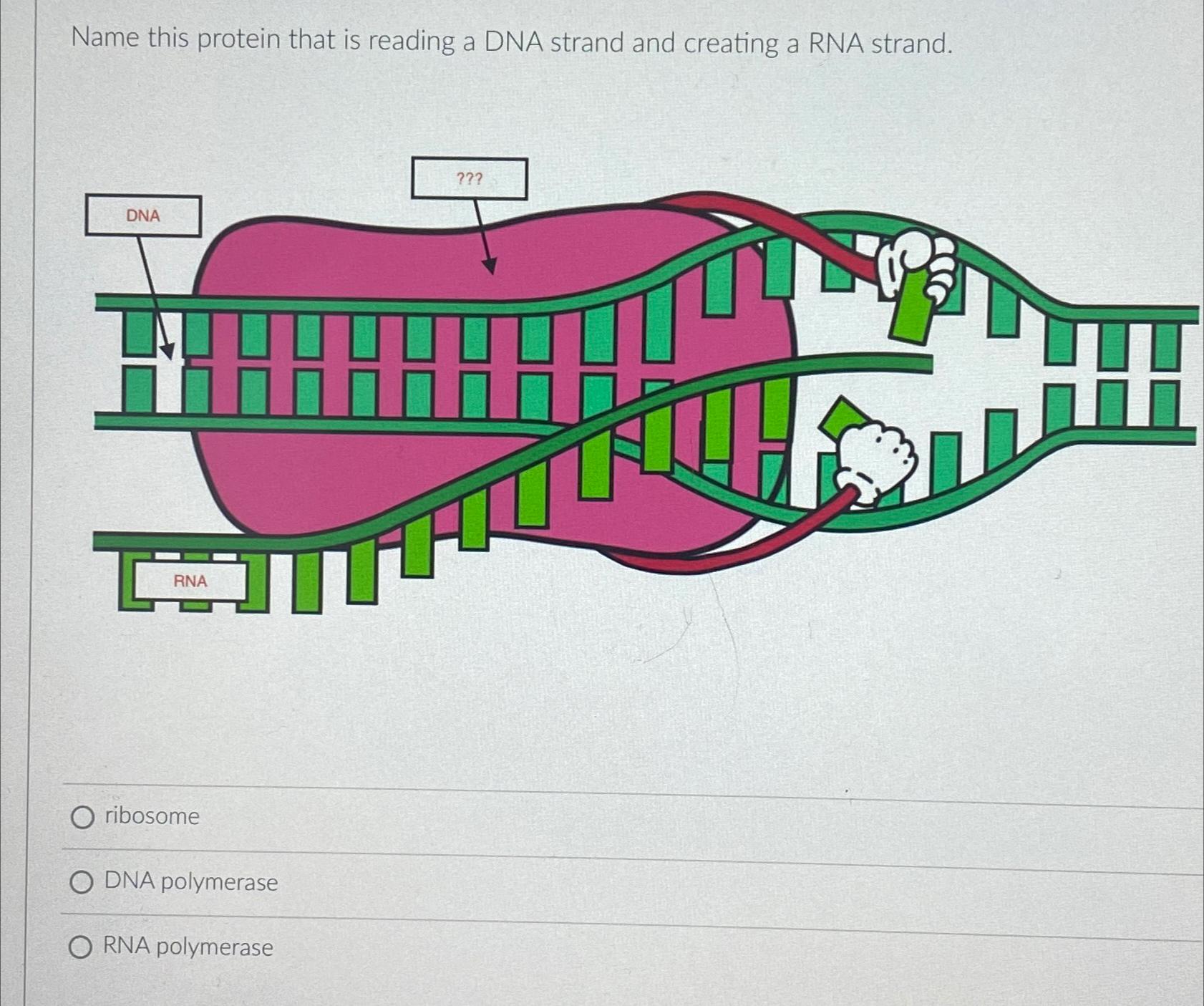 Solved Name this protein that is reading a DNA strand and Chegg com