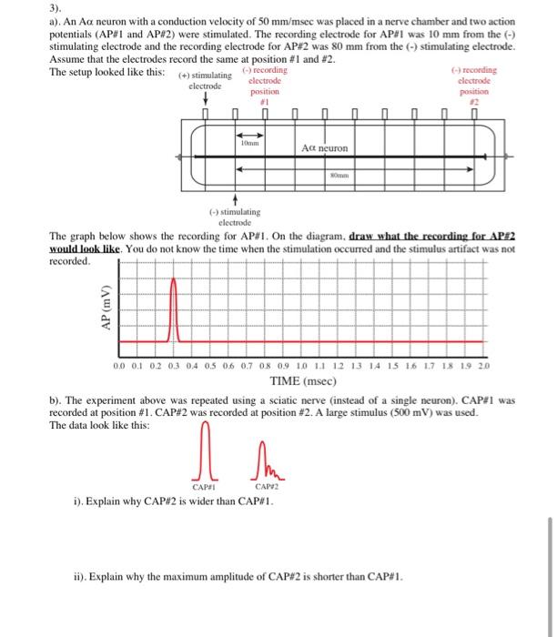 3). a). An Aa neuron with a conduction velocity of 50 | Chegg.com