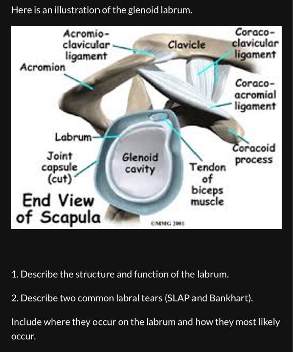 1. Describe the structure and function of the labrum.
2. Describe two common labral tears (SLAP and Bankhart).
Include where 