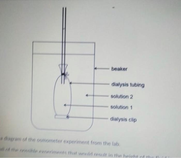 Solved beaker dialysis tubing solution 2 solution 1 dialysis