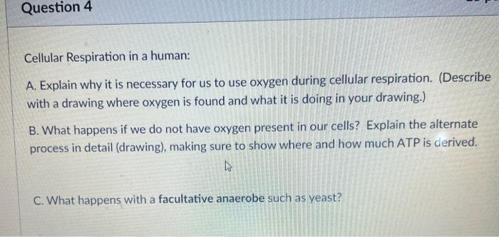 Solved Cellular Respiration in a human: A. Explain why it is | Chegg.com