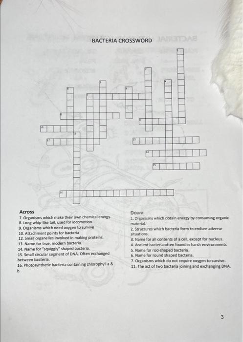 Solved BACTERIA CROSSWORD 3 BACTERIA CROSSWORD Chegg com