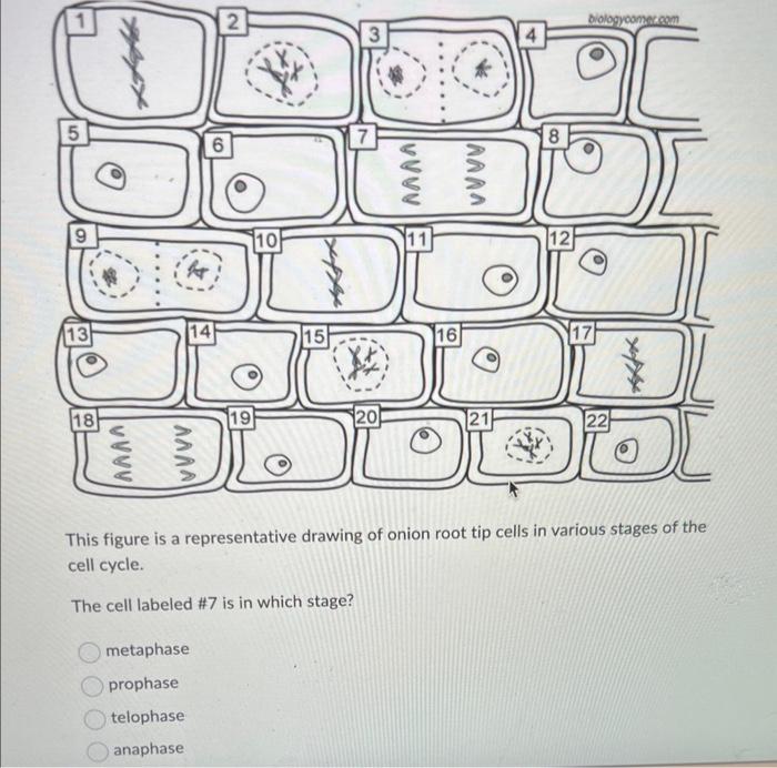 This figure is a representative drawing of onion root tip cells in various stages of the cell cycle.
The cell labeled \#7 is