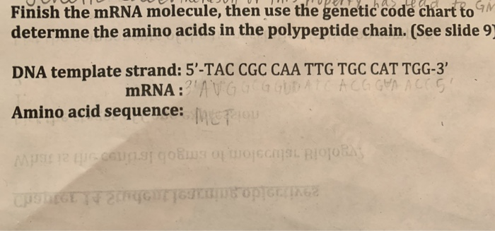 Solved Finish the mRNA molecule, then use the genetic code | Chegg.com