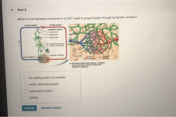 Solved What Causes The Flow Of Lymph To Slow Within Lymph | Chegg.com Solved What Causes The Flow Of Lymph To Slow Within Lymph | Chegg.com