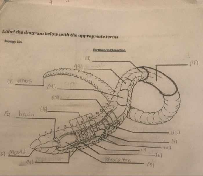 Solved Earthworm Dissection! Obtain a preserved sample and | Chegg.com