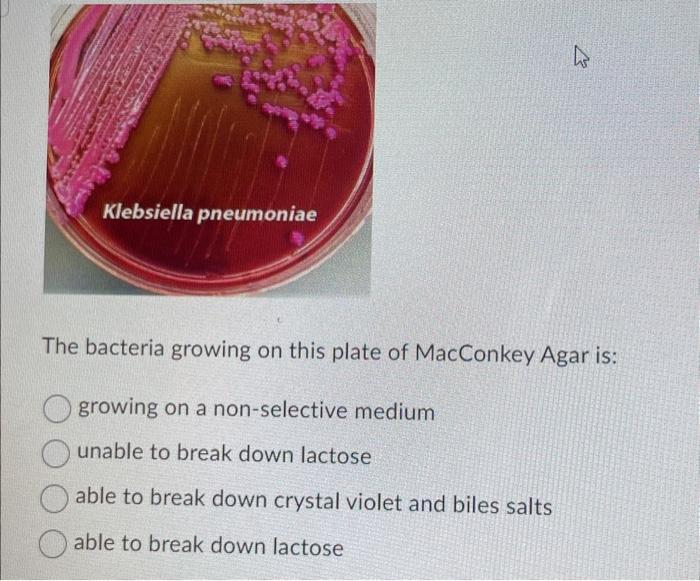 klebsiella pneumoniae on macconkey agar