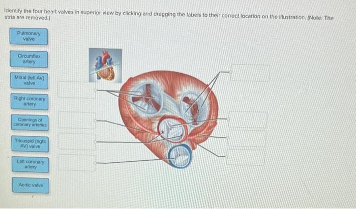 Solved Identify the four heart valves in superior view by | Chegg.com