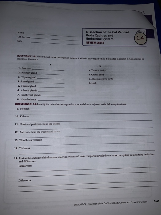 Solved Name Lab Section Date Dissection of the Cat Ventral