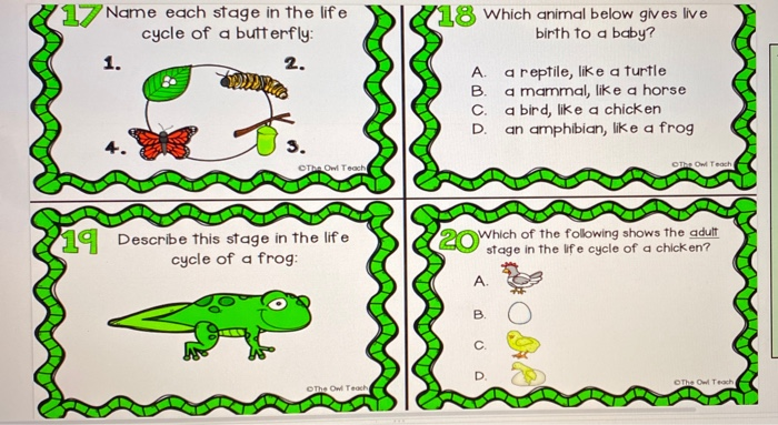 Solved Typ What are all the stages, or times, in an animal's Solved Typ What are all the stages, or times, in an animal's