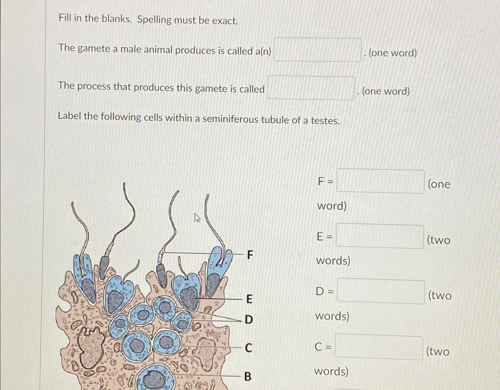 Solved Fill in the blanks. Spelling must be exact.The gamete | Chegg.com