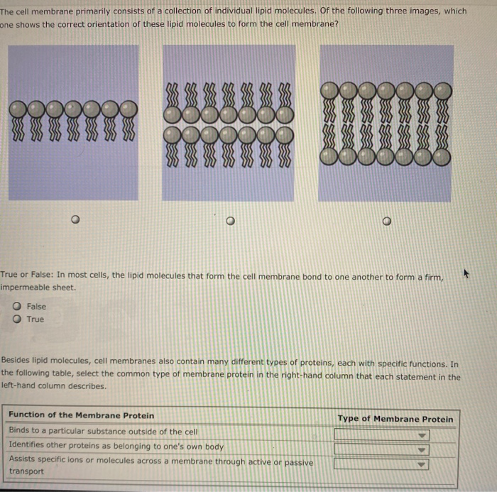 solved-the-cell-membrane-primarily-consists-of-a-collection-chegg