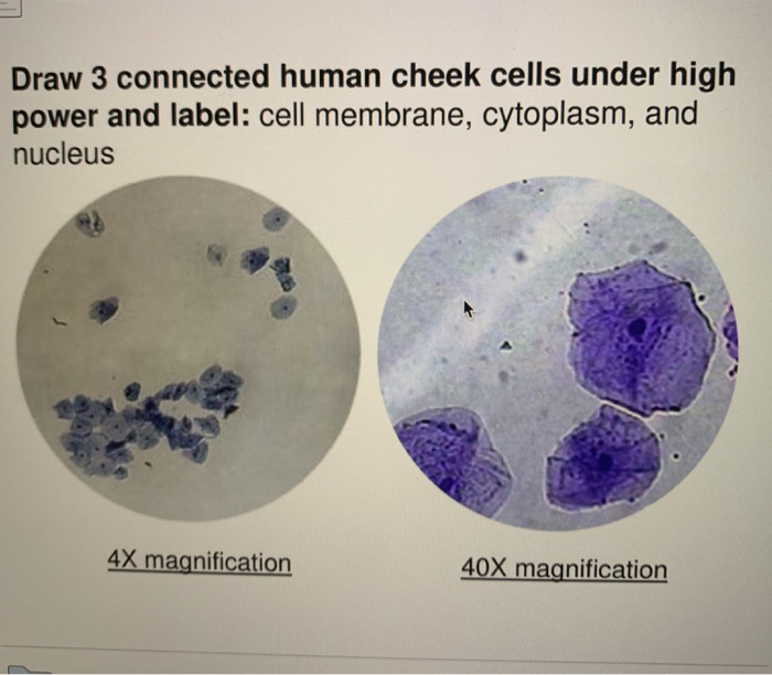 Solved Draw 3 connected human cheek cells under high power