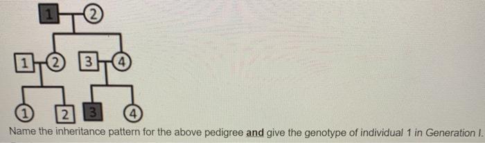 Solved BO DO 2 Name the inheritance pattern for the above | Chegg.com