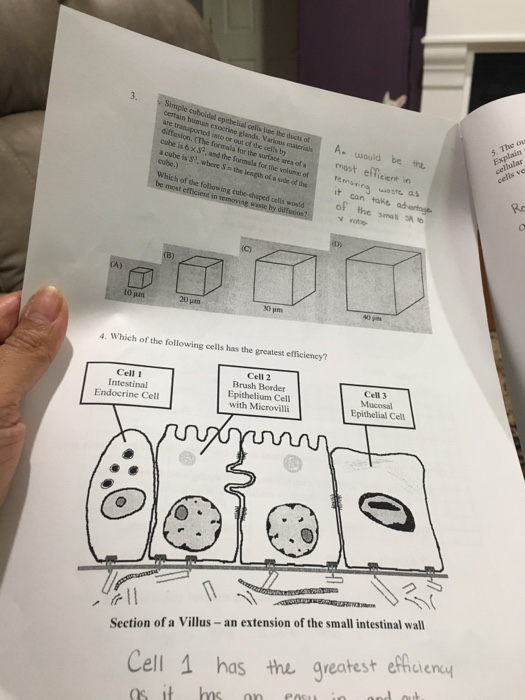 Cell Size is Limited by Surface Area To maintain | Chegg.com