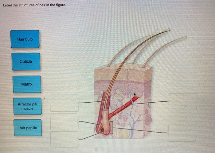 Solved Label the structures of hair in the figure. Hair bulb