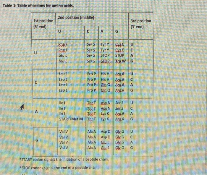 Solved 11. Determine the genetic codes for the following | Chegg.com