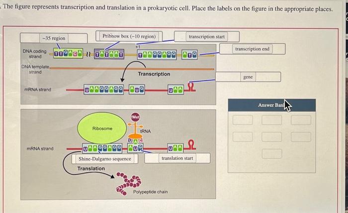 he figure represents transcription and translation in | Chegg.com