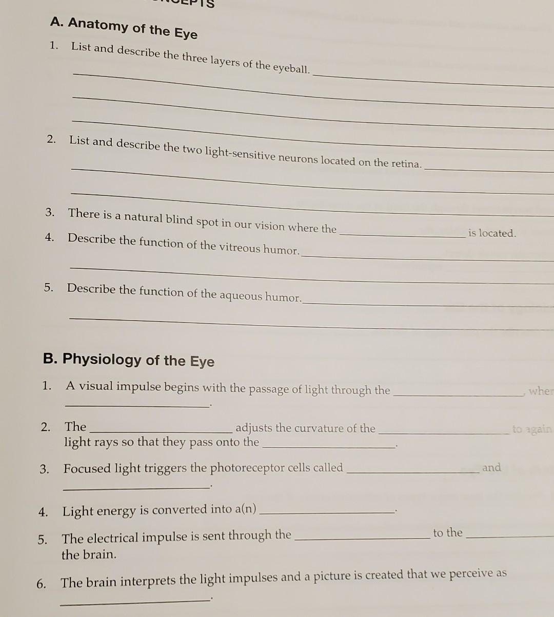 A. Anatomy of the Eye 1. List and describe the three layers of the eyeball. 2. List and describe the two light-sensitive neur