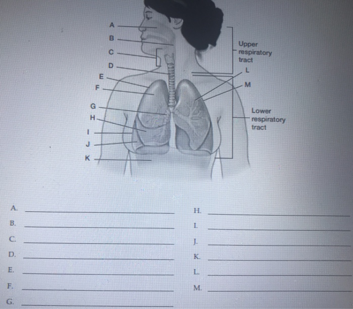 Solved Upper respiratory tract Lower respiratory tract | Chegg.com