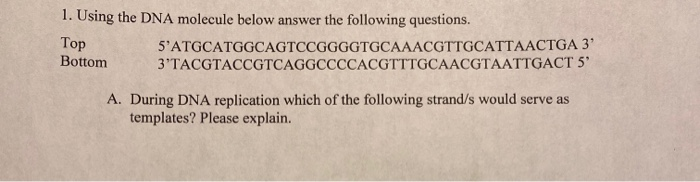 Solved 1. Using the DNA molecule below answer the following | Chegg.com