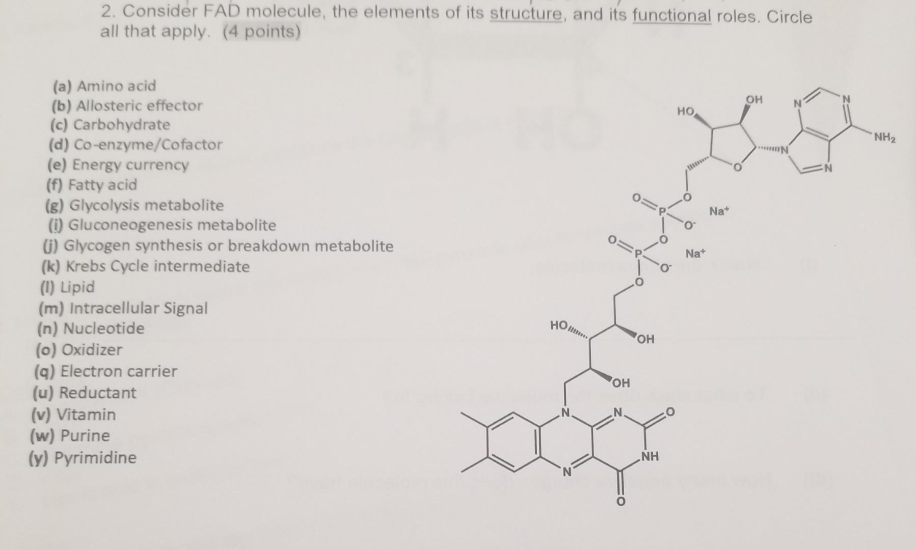 2. Consider FAD molecule, the elements of its structure, and its functional roles. Circle all that apply (4 points) OH HO , N