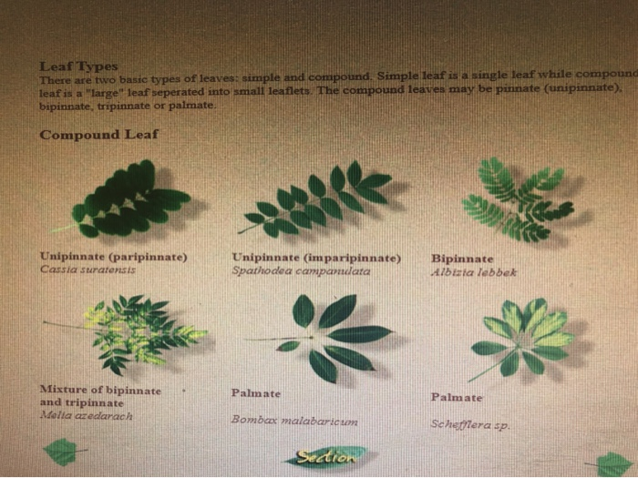 types of compound leaves