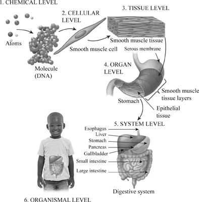 levels structural organization human body