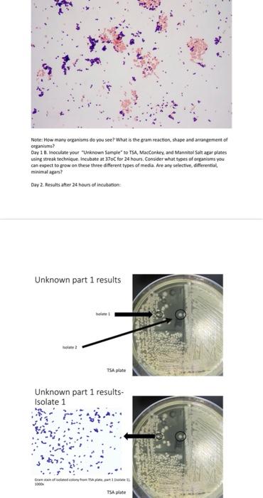 Solved Day 1. A prepare a gram stain of broth unknown sample | Chegg.com