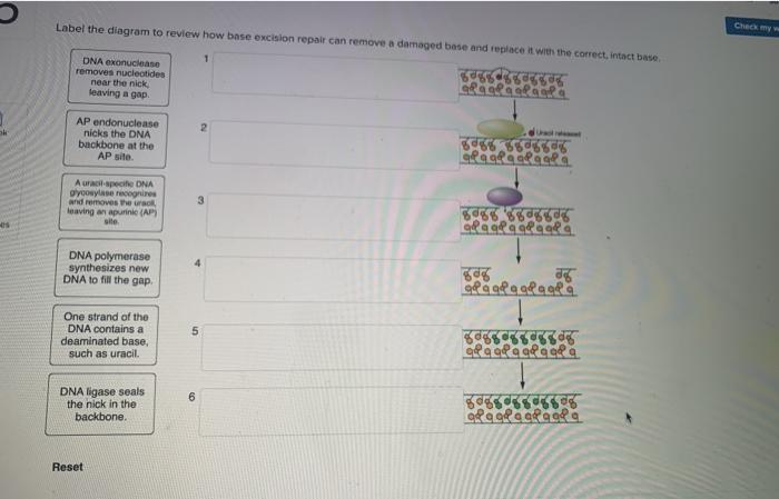 Solved Chey Label the diagram to review how base excision | Chegg.com