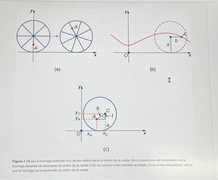 (a) (b) (c) Figura 7.14 (a) La hormiga sube por uno de los radios hacia el centro de la rueda. (b) La trayectoria del movimi