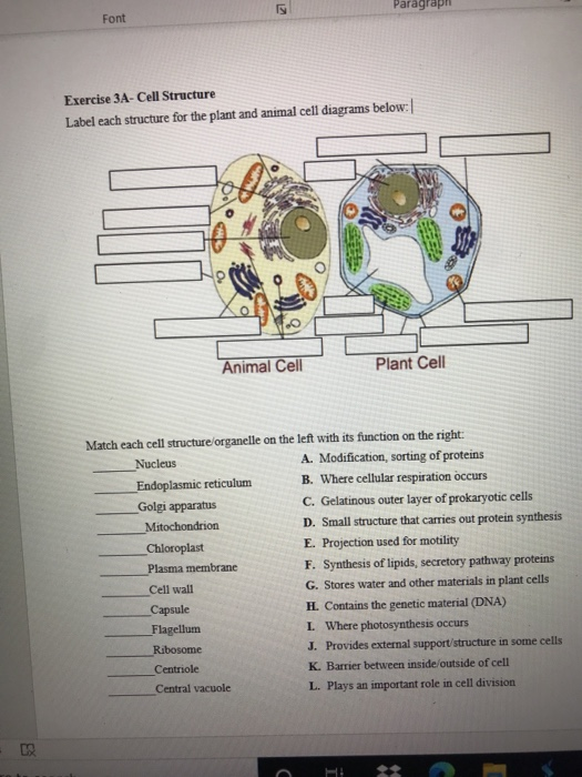 Solved Paragraph Font Exercise 3A-Cell Structure Label each 