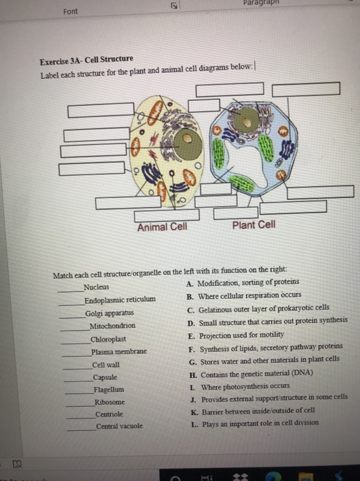 Paragraph Font Exercise 3a Cell Structure Label Each Chegg Com