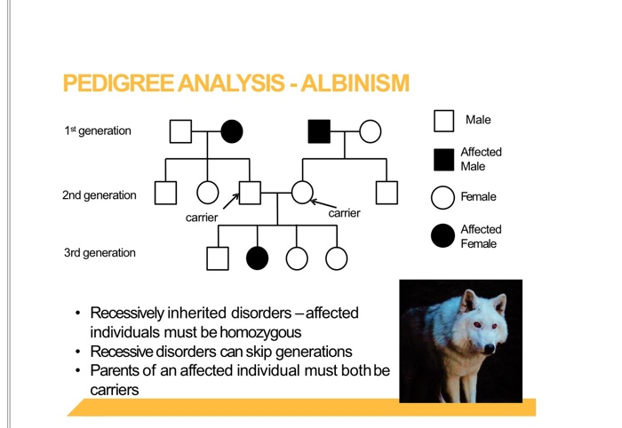 dog pedigree analysis
