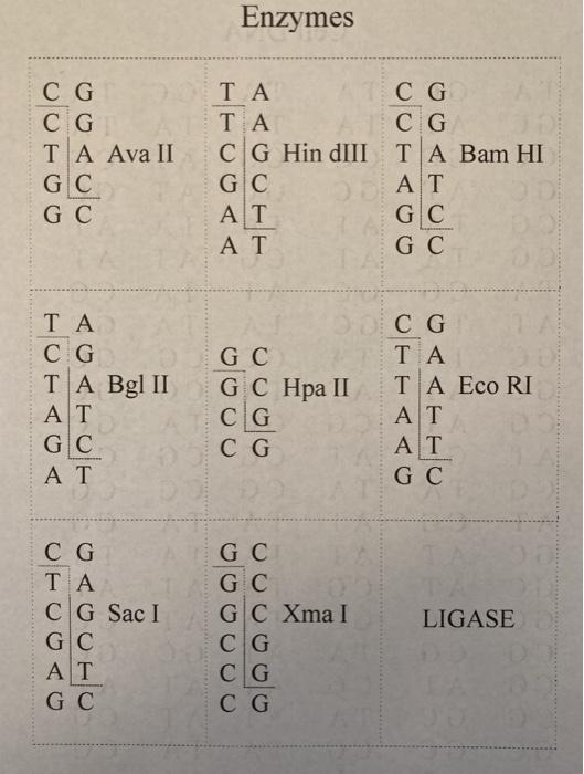 this activity is about modeling DNA. I'M