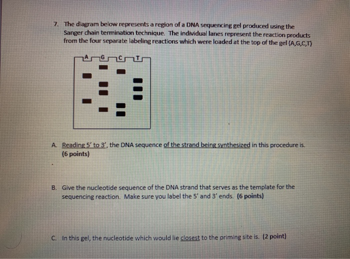 Solved 7. The diagram below represents a region of a DNA | Chegg.com