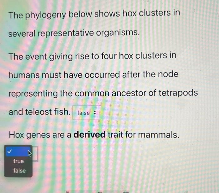 Solved The phylogeny below shows hox clusters in several | Chegg.com