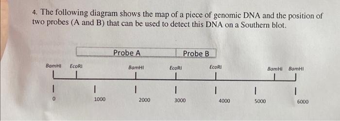 Solved 1 The Following Diagram Represents Dna That Is Part Chegg Com
