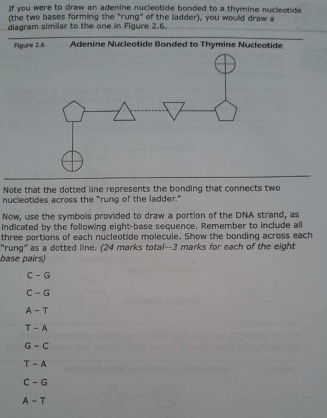 thymine nucleotide