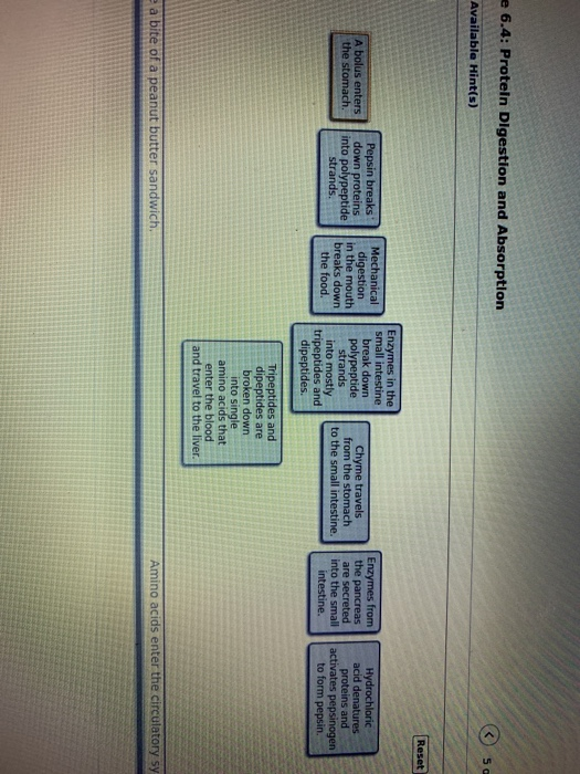 Solved as Figure 6.4 Protein Digestion and Absorption ②