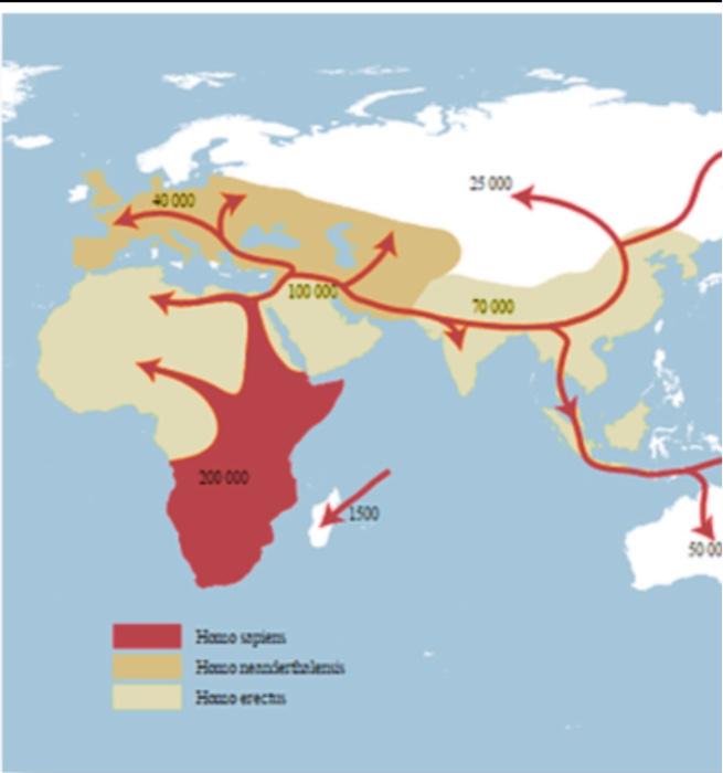 Solved Humans spread out of Africa and across the rest of | Chegg.com