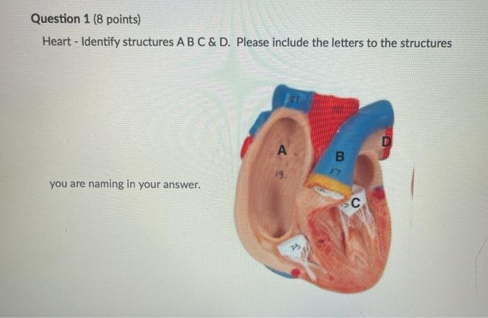 Solved Question 1 (8 Points) Heart - Identify Structures A B | Chegg.com