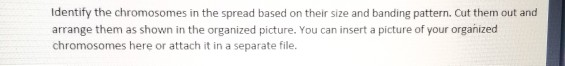 Solved Identify The Chromosomes In The Spread Based On Their | Chegg.com