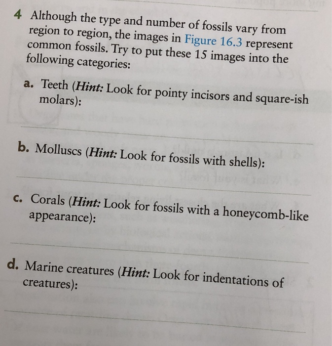 Solved 5 Now that you have categorized the fossils into