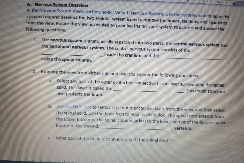 Solved A. Nervous System Overview In The Nervous System | Chegg.com